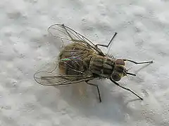 Stomoxys calcitrans, une Muscidae.