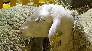 Lacaune (lait), Salon international de l'agriculture 2015.