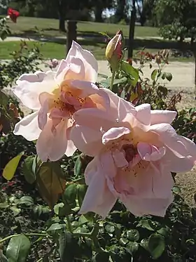 'Mrs Arthur Robert Waddell', 1908