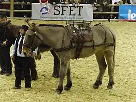 Mule poitevine bâtée, présentée au Salon de l'agriculture de 2013.
