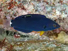 Halichoeres melanochir