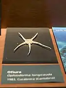 Spécimen naturalisé.