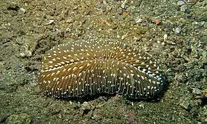 Ctenactis albitentaculata