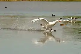 Atterrissage sur un plan d'eau