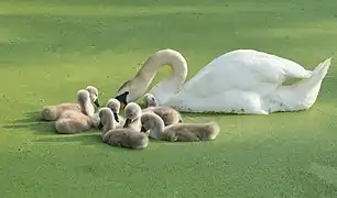 Cygne et petits à Prospect Park, New-York.