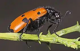 Mylabre à quatre points, profil.