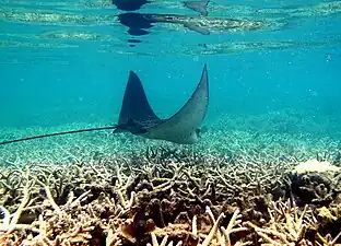 Raie aigle (Myliobatis aquila), survolant le corail.