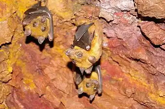 Chauve-souris Rousettus angolensis au Kenya en mars 2007.