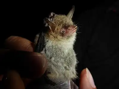 Un « Murin du groupe Natterer » photographié en Croatie.