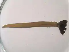 Myxicola infundibulum.