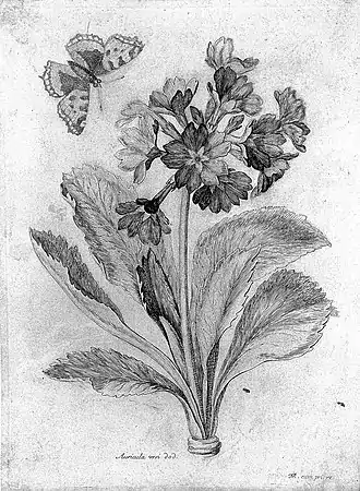 Auricula vrsi, Dod. L'Oreille d'ours (Primula auricula, L.)