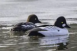 Couple de Garrots à œil d'or (mâle au premier plan).