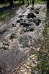 Bois fossilisé, sierra de Najasa