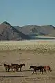 Namibie Chevaux