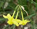 Inflorescence (Narcissus jonquilla subsp. fernandesii, cultivé).