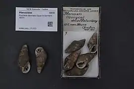 Fissilabia decollata