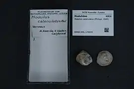 Trochomodulus catenulatus.