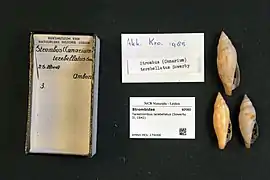 Terestrombus terebellatus.