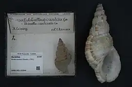 Colubrellina condita