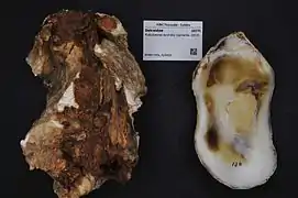 Pustulostrea australis