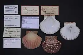 Pecten maximus
