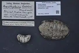 Acanthopleura vaillantii