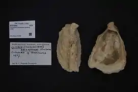 Crassostrea rhizophorae