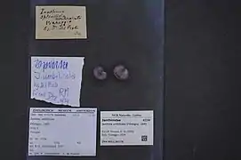 Janthina umbilicata.