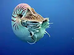 Un Nautile (Nautilus sp.)