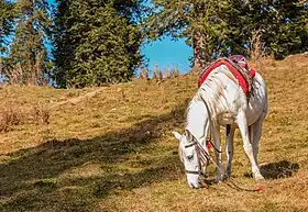 Image illustrative de l’article Hirzai