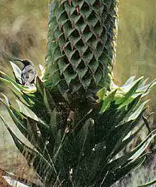 Souimanga de Johnston (Nectarinia johnstoni).