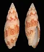 Neocancilla clathrus