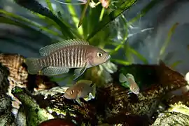 Neolamprologus multifasciatus couple en aquarium.
