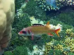 Neoniphon opercularis.