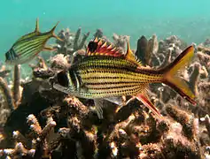 Poisson-écureuil tacheté (Neoniphon sammara)