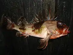 Neosebastes thetidis, un Neosebastidae.