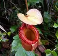 Les Nepenthes constituent une des plantes les plus emblématiques de la « forêt de nuage » d'Asie-Pacifique.