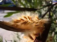 Les graines entourées de poils émergent d'un fruit sec.