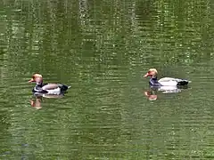 Nettes rousses aux Mottets.