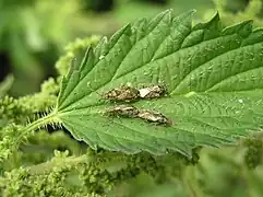 Accouplements d'H. urticae sur ortie.