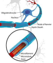 Représentation de neurone nerveux centraux.