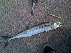 Scomberomorus niphonius