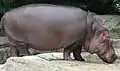 Hippopotame
