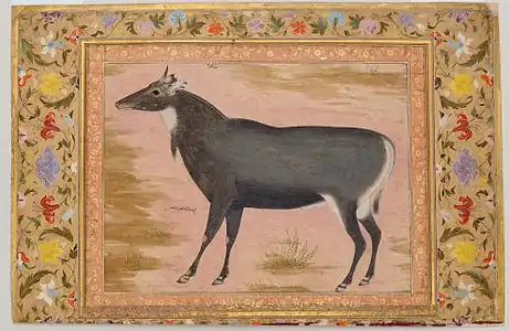 Ustad Mansur, Antilope Nilgaut, vers 1620. Miniature moghole, aquarelle opaque, 18 × 24 cm. Règne de Jahangir (1605–27), album de Shah Jahan. New york, Metropolitan Museum of Art.
