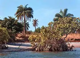 Palétuviers et palmiers