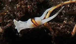 Noalda sp., un exemple de genre encore non-assigné.