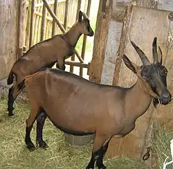 Image illustrative de l’article Bunte Deutsche Edelziege