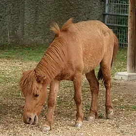 Noma au zoo de Tennoji.