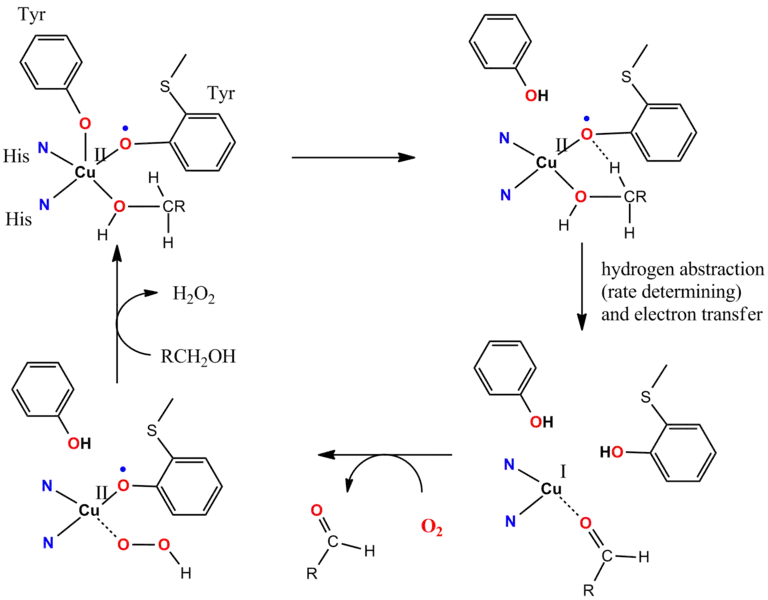 Cycle catalytique de la galactose oxydase (en).