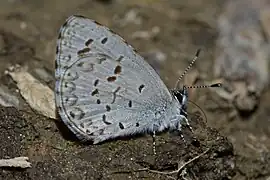 Celastrina lucia